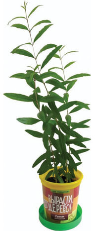 Набор для выращивания растений ВЫРАСТИ ДЕРЕВО! "Гранат обыкновенный" (банка, грунт, семена), zk-014