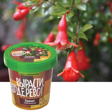 Набор для выращивания растений ВЫРАСТИ ДЕРЕВО! "Гранат обыкновенный" (банка, грунт, семена), zk-014