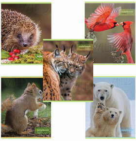 Тетрадь А5, 48 л., HATBER-ECO скоба, офсет №2 ЭКОНОМ, клетка, обложка мелованная бумага, &quot;Дикий мир&quot;, 48Т5D1