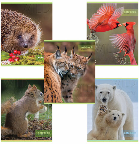 Тетрадь А5, 48 л., HATBER-ECO скоба, офсет №2 ЭКОНОМ, клетка, обложка мелованная бумага, "Дикий мир", 48Т5D1