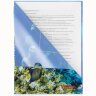 Папка-уголок BRAUBERG "SEA WORLD", А4, 150 мкм, цветная печать, 228042