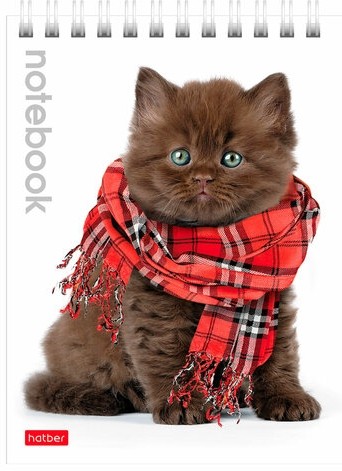 Блокнот МАЛЫЙ ФОРМАТ (110х145 мм) А6, 40 л., гребень, лакированная обложка, клетка, HATBER, "Котята", 40Б6B1гр, В12291