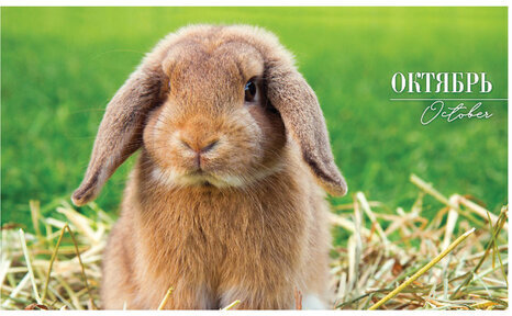 Календарь квартальный с бегунком 2023 г., 3 блока, 4 гребня, СуперЛюкс, "Год Кролика", HATBER, 3Кв4гр2ц_26235