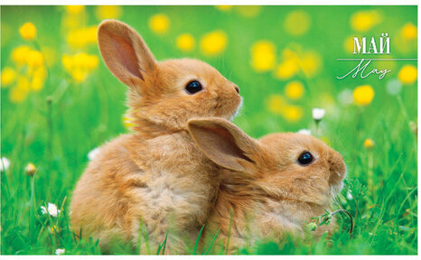 Календарь квартальный с бегунком 2023 г., 3 блока, 4 гребня, СуперЛюкс, "Год Кролика", HATBER, 3Кв4гр2ц_26235