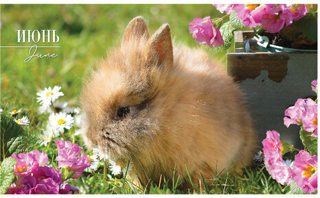 Календарь квартальный с бегунком 2023 г., 3 блока, 4 гребня, СуперЛюкс, "Год Кролика", HATBER, 3Кв4гр2ц_26235