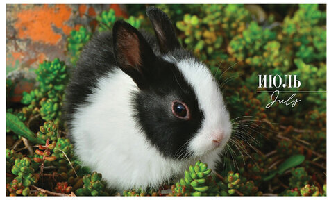 Календарь квартальный с бегунком 2023 г., 3 блока, 4 гребня, СуперЛюкс, "Год Кролика", HATBER, 3Кв4гр2ц_26235