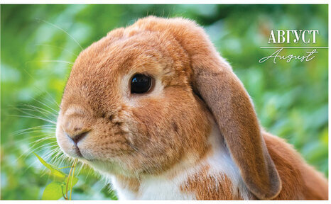 Календарь квартальный с бегунком 2023 г., 3 блока, 4 гребня, СуперЛюкс, "Год Кролика", HATBER, 3Кв4гр2ц_26235