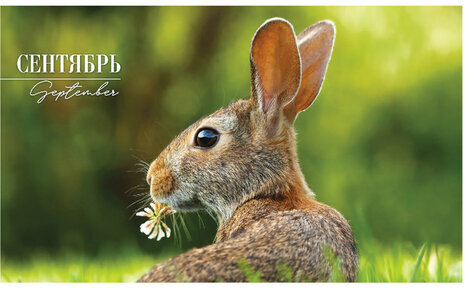 Календарь квартальный с бегунком 2023 г., 3 блока, 4 гребня, СуперЛюкс, "Год Кролика", HATBER, 3Кв4гр2ц_26235