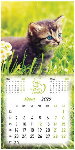 Календарь настенный перекидной на 2025 г., BRAUBERG, 12 листов, 29х29 см, "Милые котики", 116164