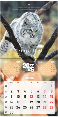 Календарь настенный перекидной на 2025 г., BRAUBERG, 12 листов, 22,5х22,5 см, МИНИ, "Дикие животные", 116179
